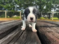 Plankton, a male Border Collie for sale in Florence, SC – 5 of 9
