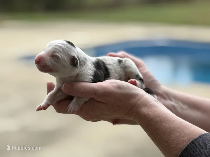 Jaws – Border Collie puppy for sale in Florence, SC