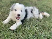 Jaws, a male Border Collie for sale in Florence, SC – 2 of 6