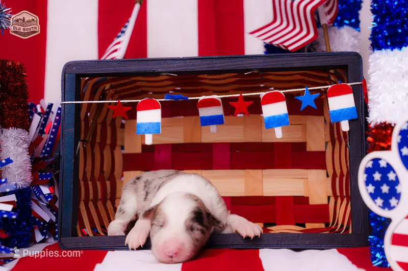 Bubbles – Border Collie puppy for sale in Florence, SC
