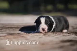 Plankton – Border Collie puppy for sale in Florence, SC