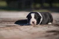 Plankton, a male Border Collie for sale in Florence, SC – 7 of 9