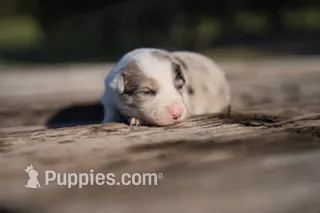 Bubbles – Border Collie puppy for sale in Florence, SC