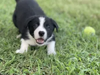 Plankton, a male Border Collie for sale in Florence, SC – 3 of 9