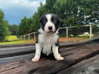 Plankton, a male Border Collie for sale in Florence, SC – 6 of 9