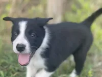 Plankton, a male Border Collie for sale in Florence, SC – 2 of 9