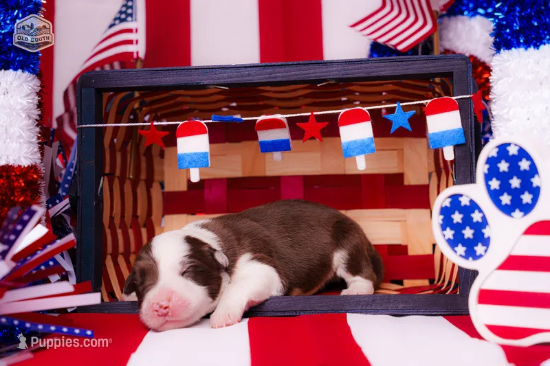Moby – Border Collie puppy for sale in Florence, SC