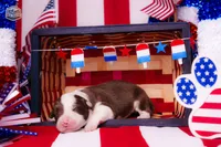 Moby, a male Border Collie for sale in Florence, SC – 2 of 3