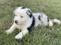 Jaws, a male Border Collie for sale in Florence, SC – 3 of 6