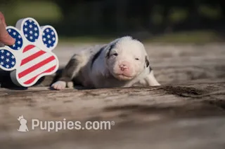 Jaws – Border Collie puppy for sale in Florence, SC