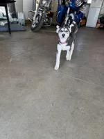 Mini, a female Siberian Husky and Labrador Retriever for sale in Mankato, MN – Photo 2 of 2