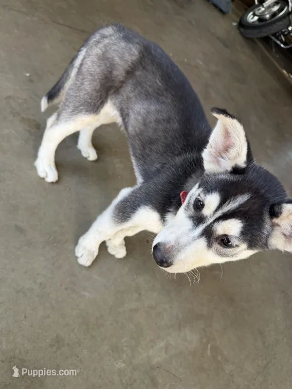 Mini – Siberian Husky, Labrador Retriever puppy for sale in Mankato, MN
