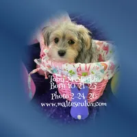 Toby, a male Morkie for sale in Silverhill, AL – Photo 1 of 3