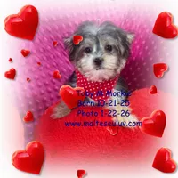 Toby, a male Morkie for sale in Silverhill, AL – Photo 2 of 3