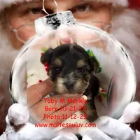 Toby, a male Morkie for sale in Silverhill, AL – Photo 3 of 3