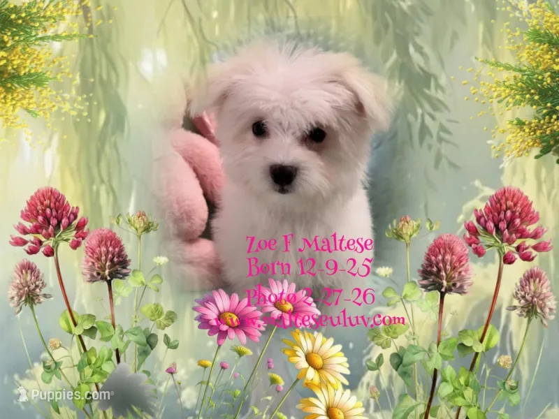ZOE, a female Maltese for sale in Silverhill, AL – Photo 1 of 1