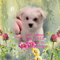 ZOE, a female Maltese for sale in Silverhill, AL – Photo 2 of 2