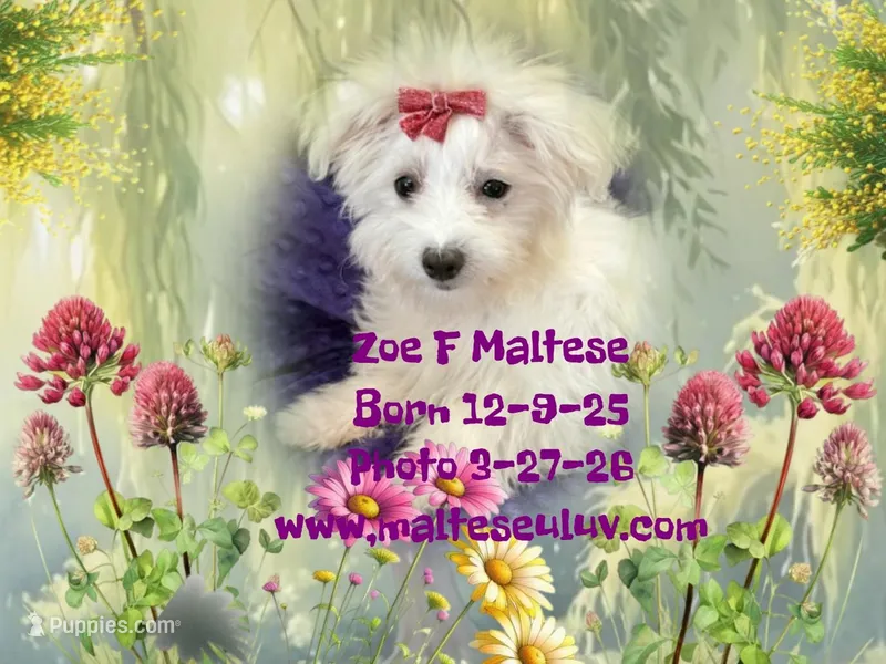 ZOE – Maltese puppy for sale in Silverhill, AL