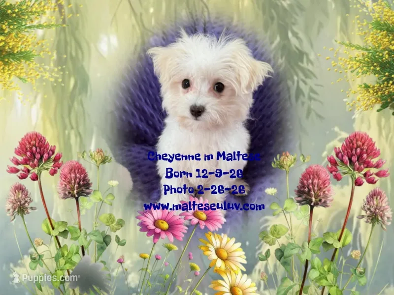 Cheyenne, a male Maltese for sale in Silverhill, AL – Photo 1 of 1
