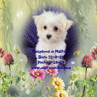Cheyenne, a male Maltese for sale in Silverhill, AL – Photo 2 of 2