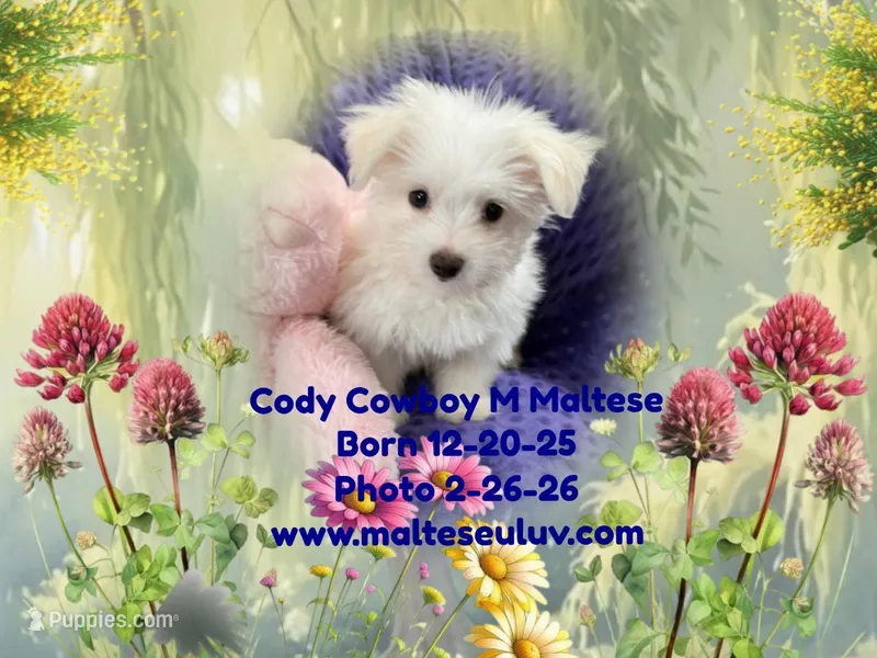 Cody Cowboy, a male Maltese for sale in Silverhill, AL – Photo 1 of 1