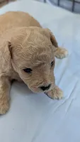 Sweet pea , a female Poodle - Toy  for sale in Cassville, MO – 2 of 2