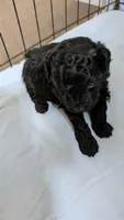 Charcoal , a male Poodle - Toy  for sale in Cassville, MO – 2 of 2