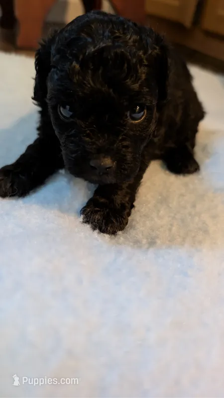 Charcoal  – Poodle - Toy  puppy for sale in Cassville, MO