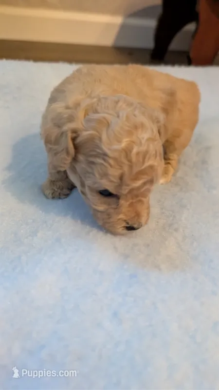 Sweet pea  – Poodle - Toy  puppy for sale in Cassville, MO