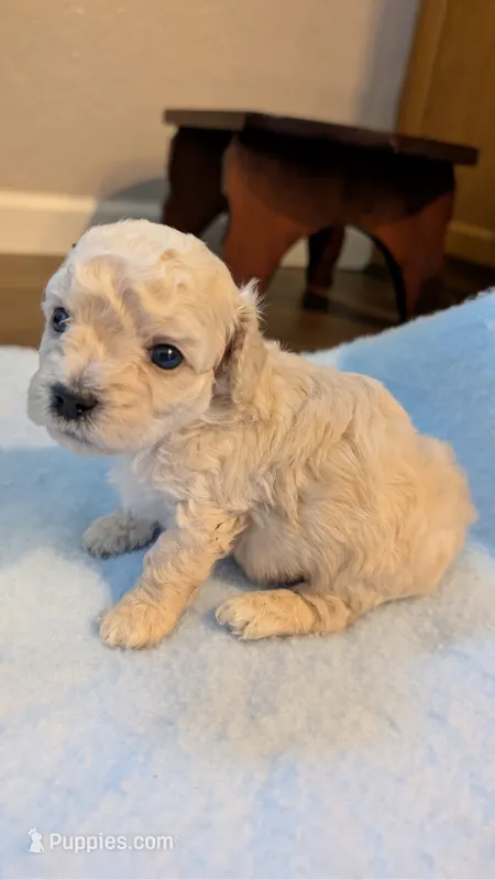 Polar bear  – Poodle - Toy  puppy for sale in Cassville, MO