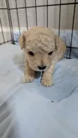 Polar bear , a male Poodle - Toy  for sale in Cassville, MO – 1 of 2