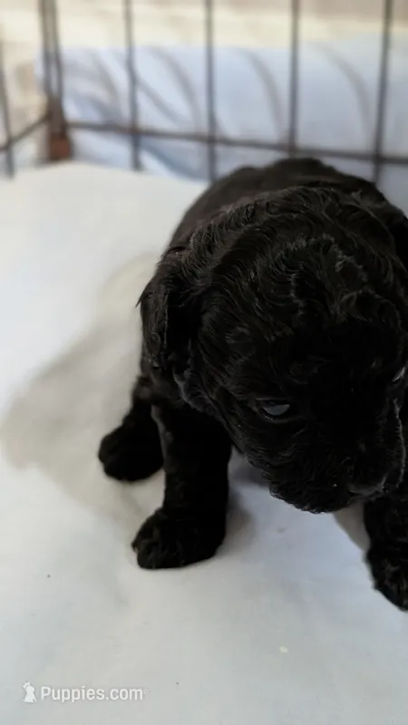 Hummingbird  – Poodle - Toy  puppy for sale in Cassville, MO