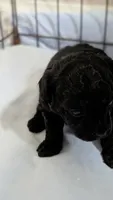 Hummingbird , a female Poodle - Toy  for sale in Cassville, MO – 1 of 2