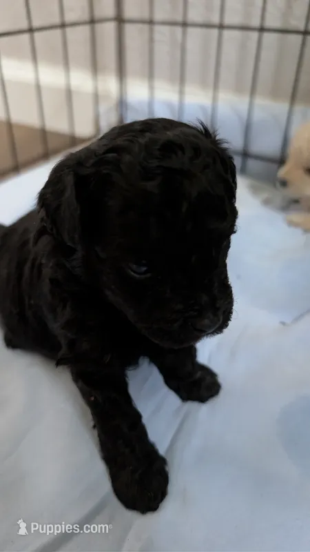 Charcoal  – Poodle - Toy  puppy for sale in Cassville, MO