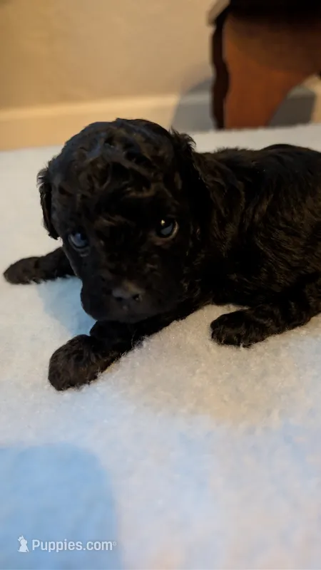 Hummingbird  – Poodle - Toy  puppy for sale in Cassville, MO