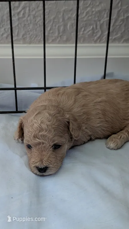 Sweet pea  – Poodle - Toy  puppy for sale in Cassville, MO