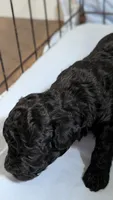 Hummingbird , a female Poodle - Toy  for sale in Cassville, MO – 2 of 2