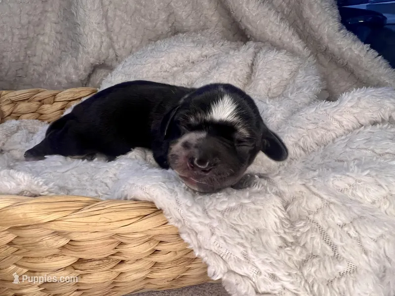 Chanel – Miniature Dachshund puppy for sale in Swainsboro, GA