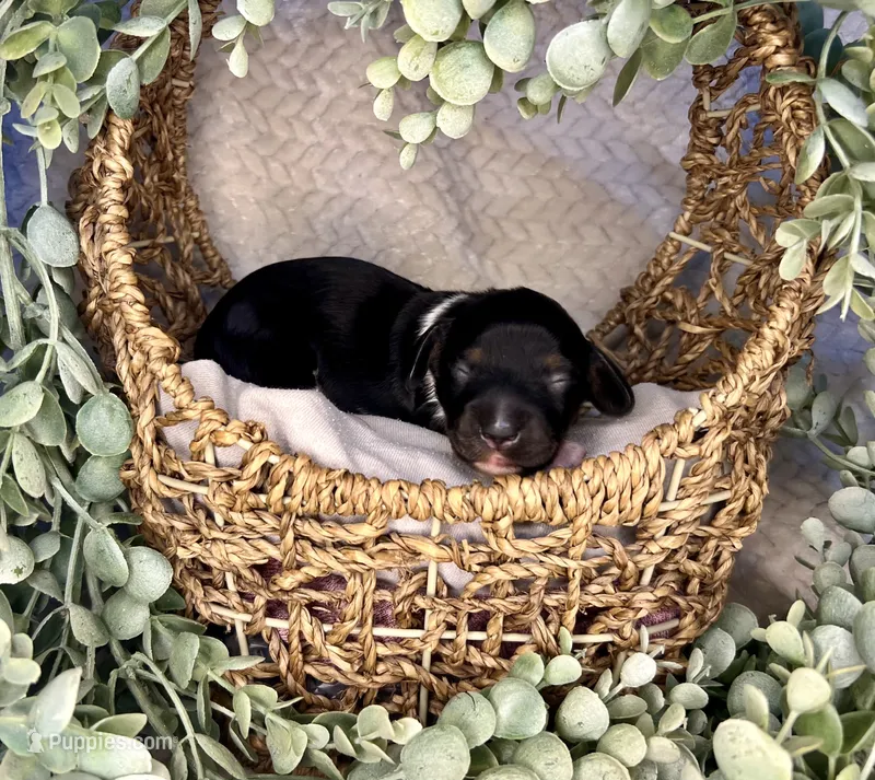 Tac – Miniature Dachshund puppy for sale in Swainsboro, GA