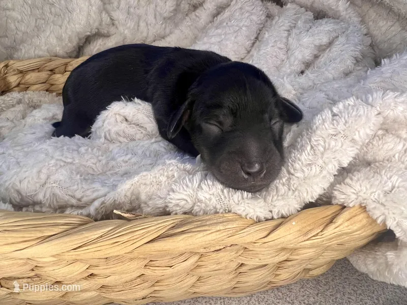 Prada – Miniature Dachshund puppy for sale in Swainsboro, GA