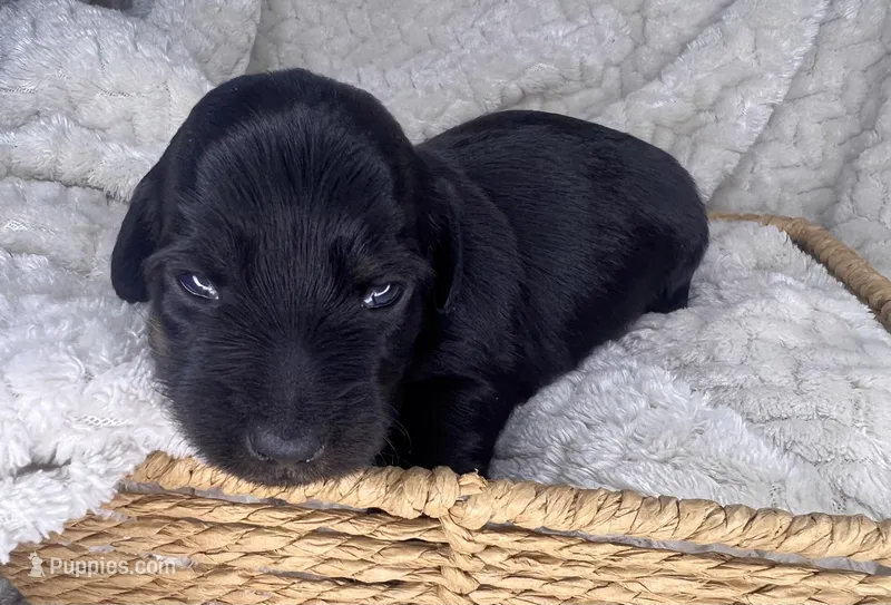 Prada – Miniature Dachshund puppy for sale in Swainsboro, GA