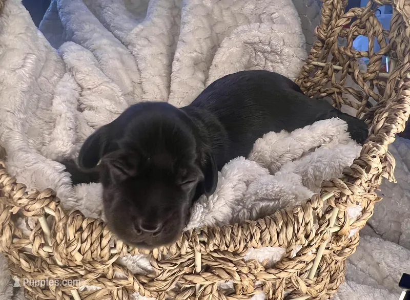 Prada – Miniature Dachshund puppy for sale in Swainsboro, GA