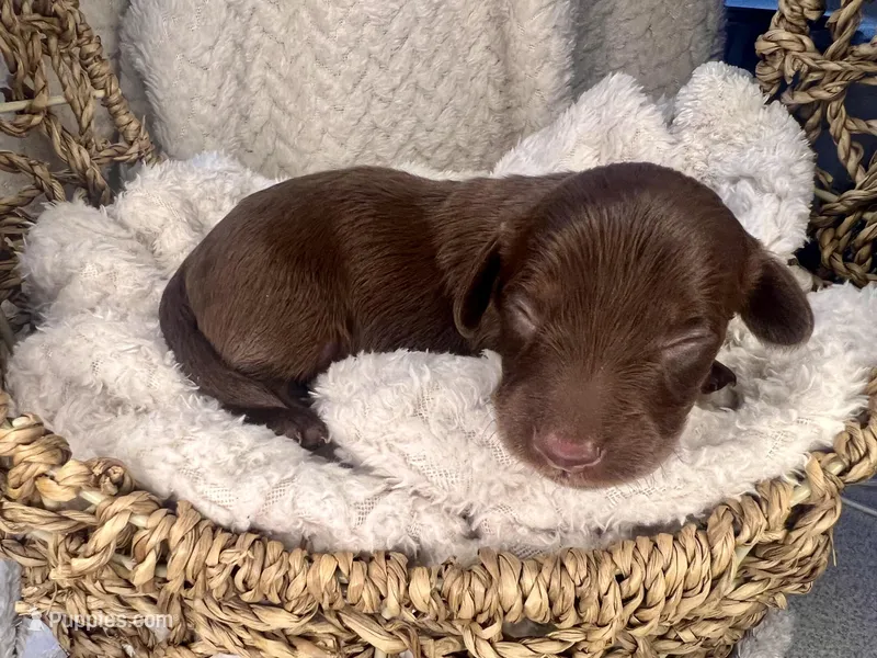 Chocolate – Miniature Dachshund puppy for sale in Swainsboro, GA