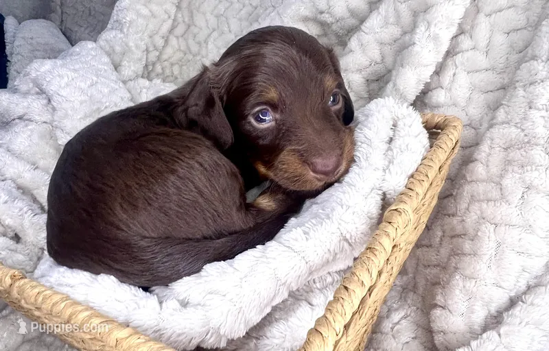 Chocolate – Miniature Dachshund puppy for sale in Swainsboro, GA