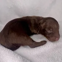 Chocolate, a male Miniature Dachshund for sale in Swainsboro, GA – Photo 2 of 2