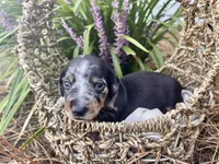 Cookie, a male Miniature Dachshund for sale in Swainsboro, GA – Photo 1 of 3