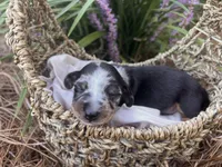 Cookie, a male Miniature Dachshund for sale in Swainsboro, GA – Photo 2 of 3