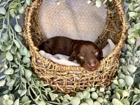 Tic, a male Miniature Dachshund for sale in Swainsboro, GA – 1 of 1