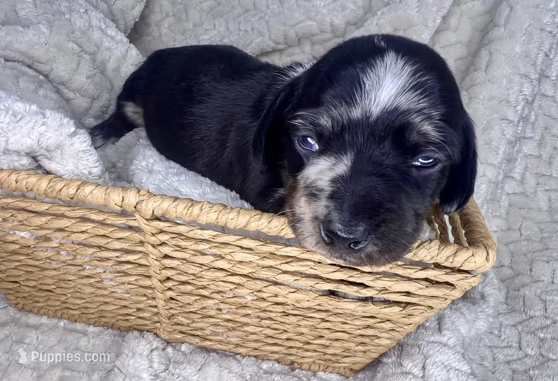 Chanel – Miniature Dachshund puppy for sale in Swainsboro, GA