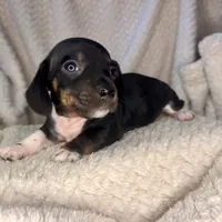 Mai Tai, a male Miniature Dachshund for sale in Swainsboro, GA – Photo 2 of 5